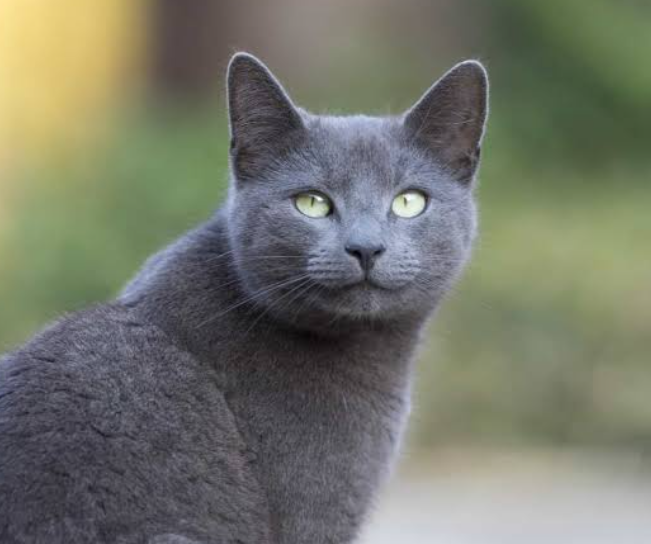 Britannicats Breeds and Genetic Tests