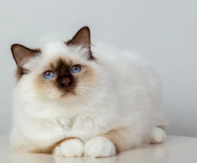 Britannicats Breeds and Genetic Tests